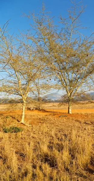 En la reserva natural de vida silvestre de Swazilandia — Foto de Stock