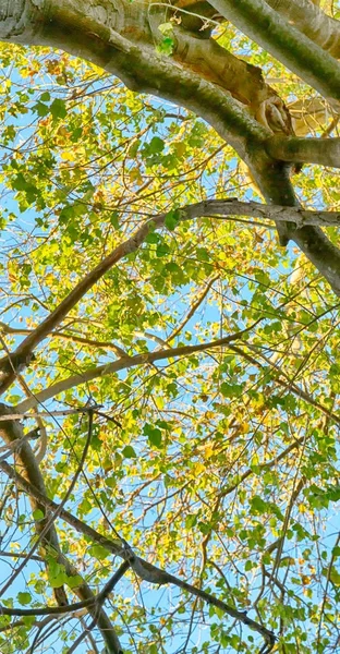 Rostlin a stromů v národním parku — Stock fotografie