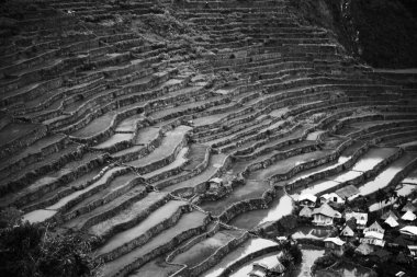   coultivation pirinç Teras alanı   