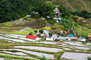   coultivation pirinç Teras alanı   
