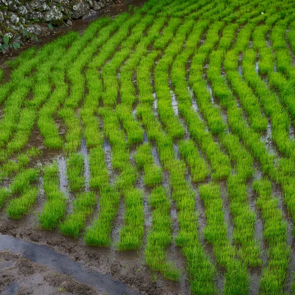 Nahaufnahme eines Reisgetreideanbaufeldes — Stockfoto