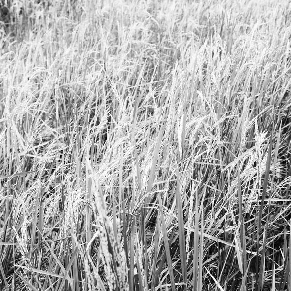 Perto de um campo de cultivo de cereais de arroz — Fotografia de Stock