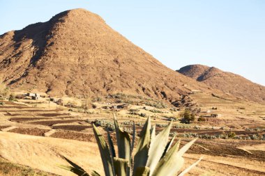   Güney Afrika'da kara çalı ve ağaç 