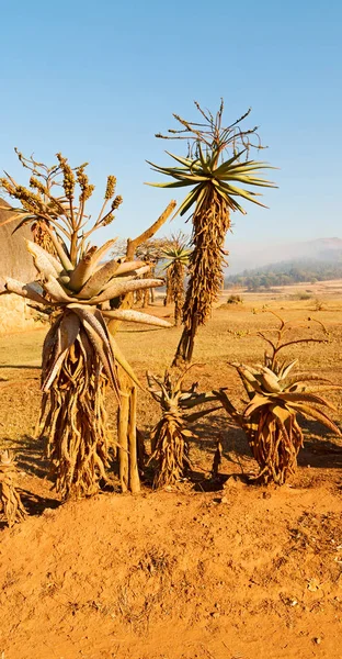 Svaziland yaban hayatı doğa rezerv — Stok fotoğraf
