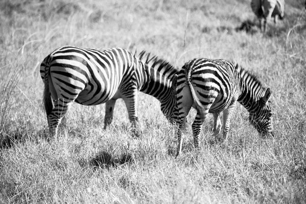 En Afrique du Sud réserve naturelle faunique et zèbre — Photo