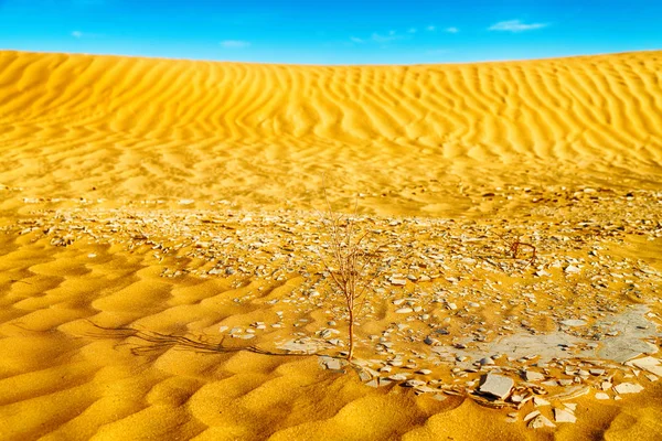 Em oman velho deserto esfregar al khali o quarto vazio e ao ar livre — Fotografia de Stock