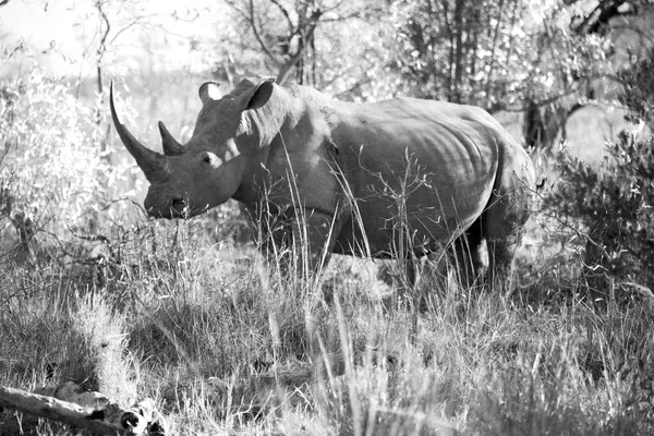 En Sudáfrica reserva de vida silvestre y rinocerontes —  Fotos de Stock