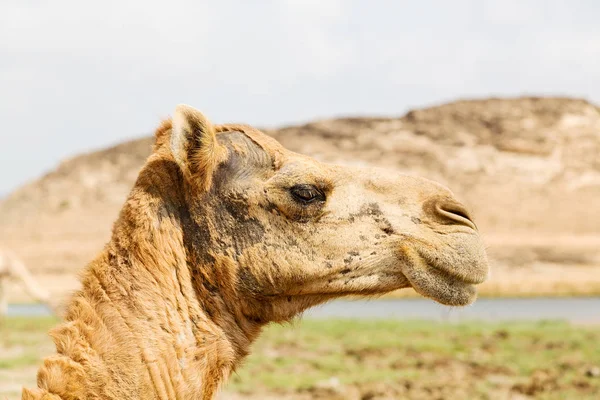 Dans oman chameau quartier vide du désert un dromadaire libre près de la — Photo