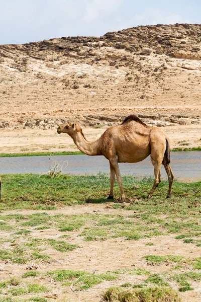 In oman cammello vuoto quartiere del deserto un dromedario libero vicino alla — Foto Stock