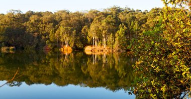   su Lirası göl ve ağaç yansıması