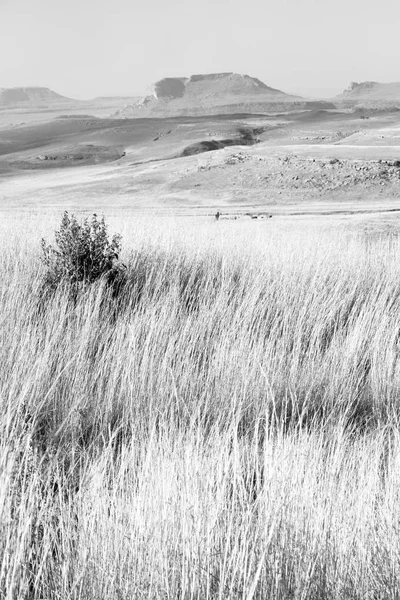 In Sudafrica terra cespuglio e albero — Foto Stock