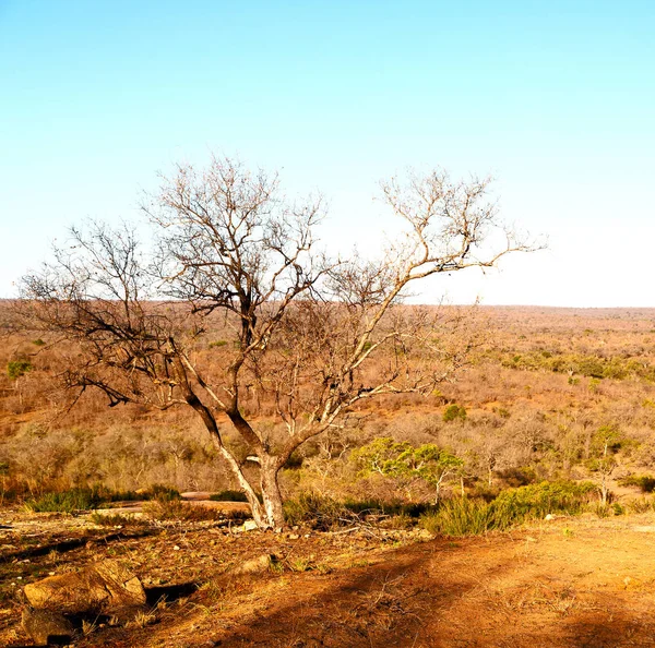 Viejo árbol y sus ramas en el cielo despejado — Foto de Stock