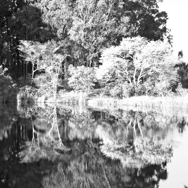 El lago de libras y el reflejo del árbol en el agua — Foto de Stock