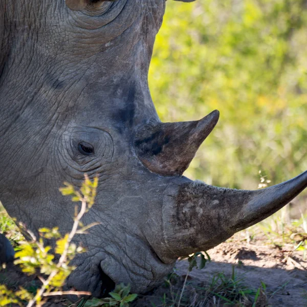 In Sudafrica riserva naturale e rinoceronte — Foto Stock