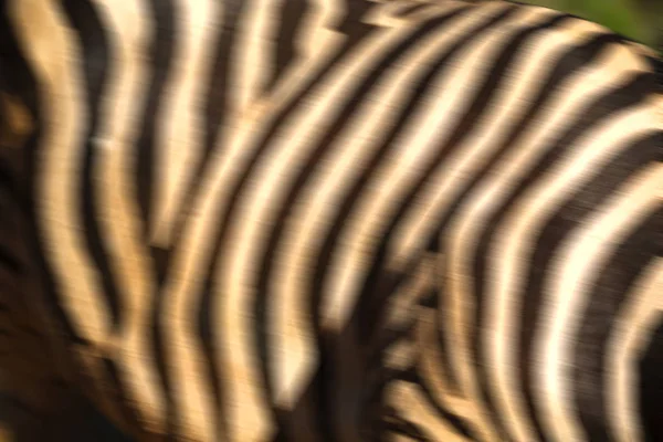 Vilda zebra hud abstrakt bakgrund — Stockfoto