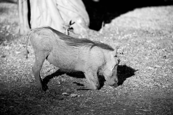 Na África do Sul reserva de vida selvagem e warthog — Fotografia de Stock