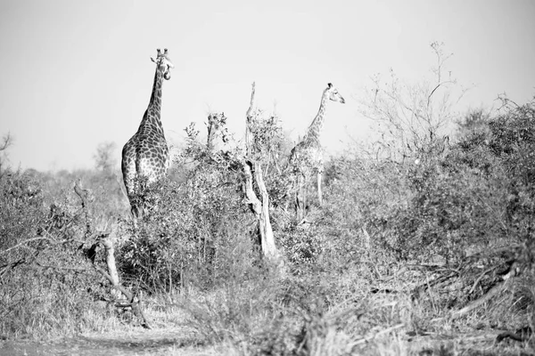 在南非野生动物保护区和长颈鹿 — 图库照片