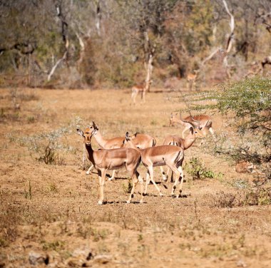  Kış ormanda vahşi Impala