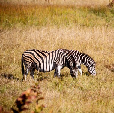   Güney Afrika yaban hayatı doğa rezerv ve zebra