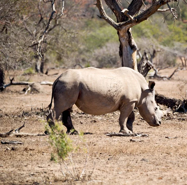 Dél-Afrika wildlife reserve és orrszarvú — Stock Fotó