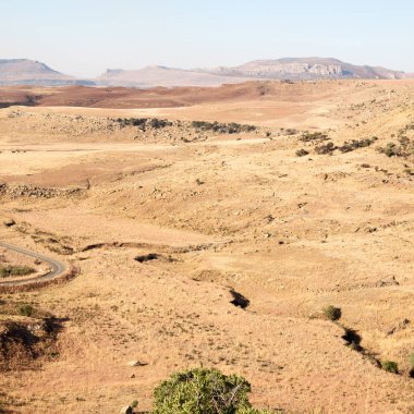   Güney Afrika'da kara çalı ve ağaç 