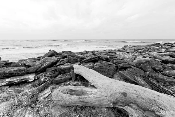 En Afrique du Sud branche arbre mort littoral — Photo