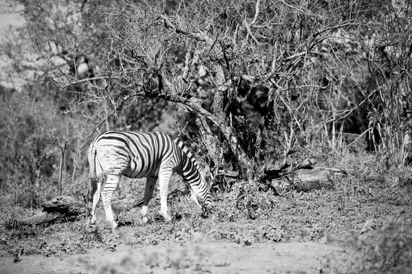 Na África do Sul reserva natural de vida selvagem e zebra — Fotografia de Stock