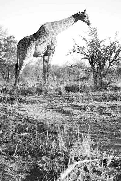 В заповеднике дикой природы Южной Африки и жирафе — стоковое фото