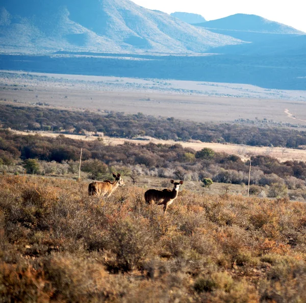 Impala selvagem no arbusto de inverno — Fotografia de Stock