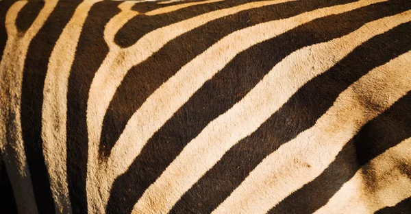 Wild zebra skin abstract background — Stock Photo, Image