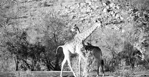 Na África do Sul reserva de vida selvagem e girafa — Fotografia de Stock