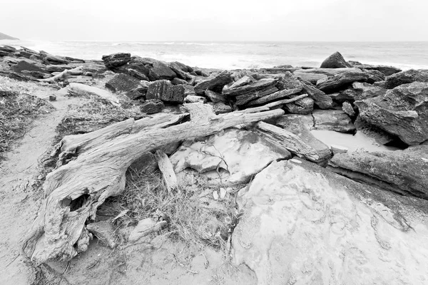 南アフリカ支店枯れ木の海岸線で — ストック写真