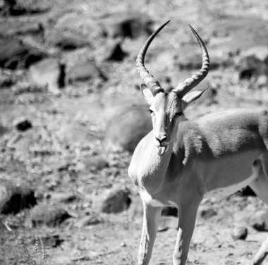  Kış ormanda vahşi Impala