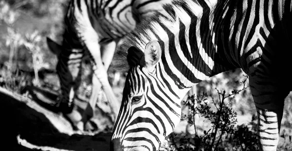 I Sydafrika wildlife naturreservat och zebra — Stockfoto