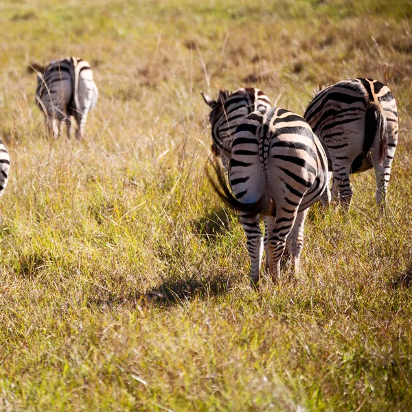 A Dél-afrikai vadon élő állatok természetvédelmi terület és a zebra — Stock Fotó