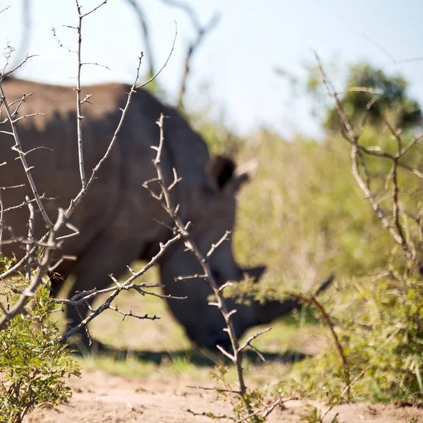 En Sudáfrica reserva de vida silvestre y rinocerontes — Foto de Stock