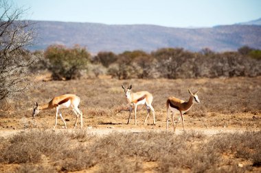  Kış ormanda vahşi Impala