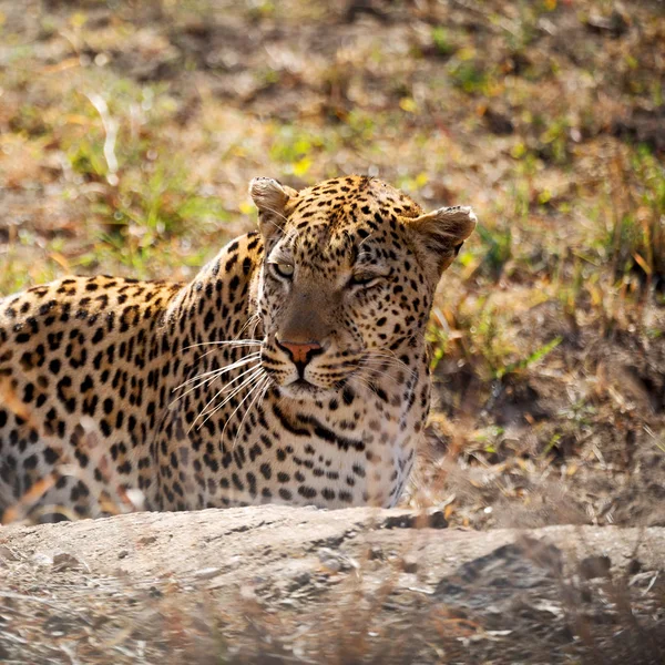 In Zuid-Afrika kruger natuurpark wild Luipaard Stockfoto