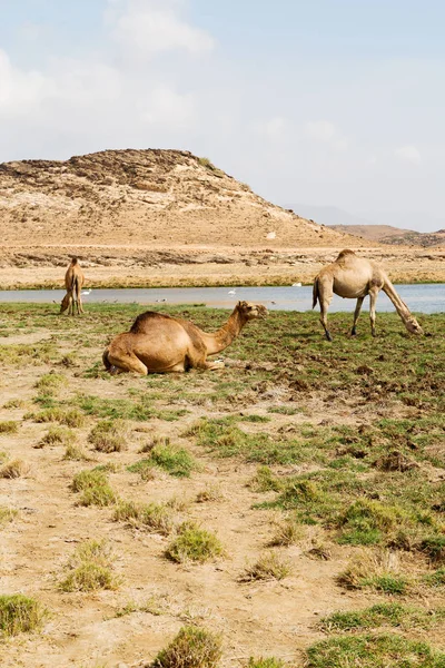 In oman cammello vuoto quartiere del deserto un dromedario libero vicino alla — Foto Stock