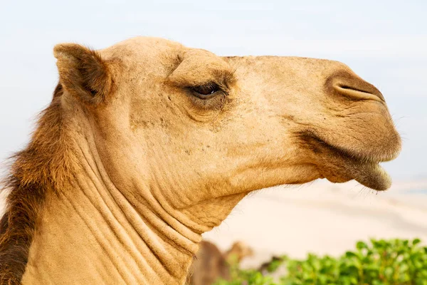 Dans oman quartier vide du désert un dromadaire libre près de la mer — Photo