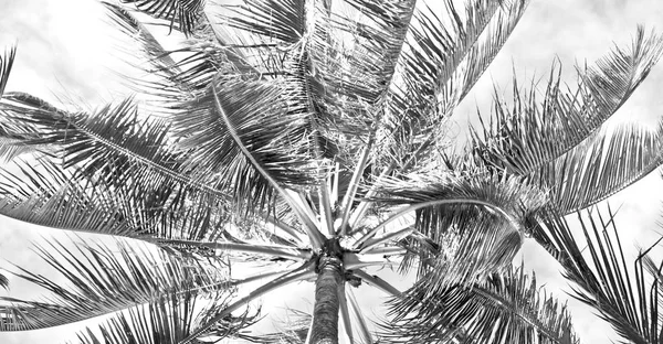 Feuille de palmier et vue sur la branche du bas — Photo