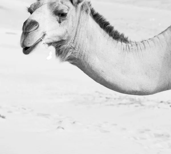 Em oman vazio quarto de deserto um dromedário livre perto do mar — Fotografia de Stock