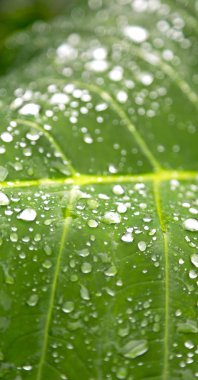 bir yaprak yağmur sonra bazı damla 