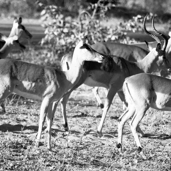 在冬天布什野生黑斑羚 — 图库照片