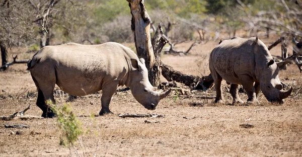 В южноафриканском заповеднике дикой природы и носороге — стоковое фото