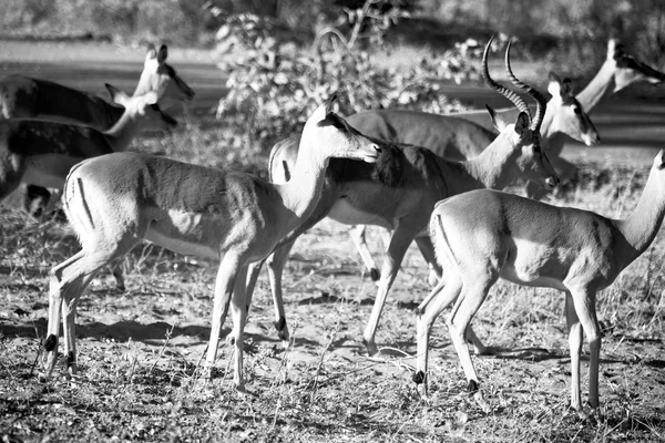 Impala silvestre en el arbusto de invierno — Foto de Stock