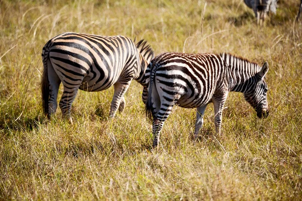 En Sudáfrica reserva natural de vida silvestre y cebra —  Fotos de Stock