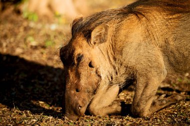  Güney Afrika yaban hayatı rezerv ve yaban domuzu