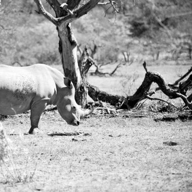   Güney Afrika yaban hayatı rezerv ve gergedan