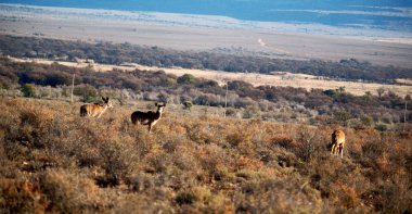  Kış ormanda vahşi Impala